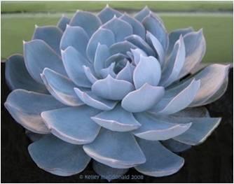 多肉植物的种类与特点，细说多肉植物的分类