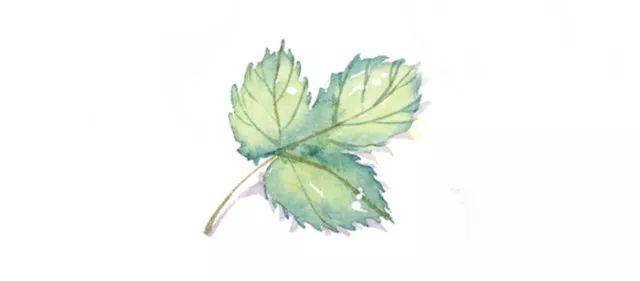 四大仙草石斛，话说补土拨开九大仙草之首