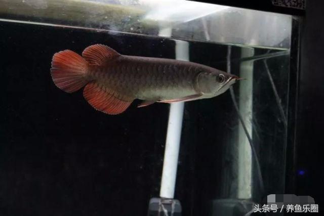 龙鱼的饲养方法，龙鱼喂养技巧和方法