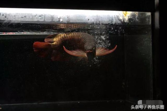 龙鱼的饲养方法，龙鱼喂养技巧和方法