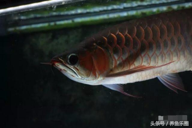 龙鱼的饲养方法，龙鱼喂养技巧和方法