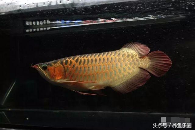 龙鱼的饲养方法，龙鱼喂养技巧和方法