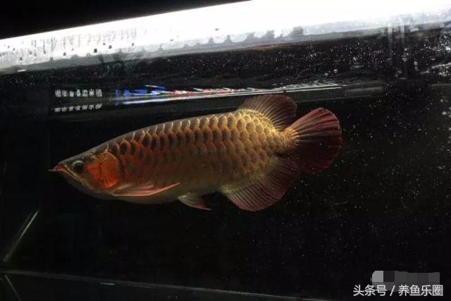 龙鱼的饲养方法，龙鱼喂养技巧和方法