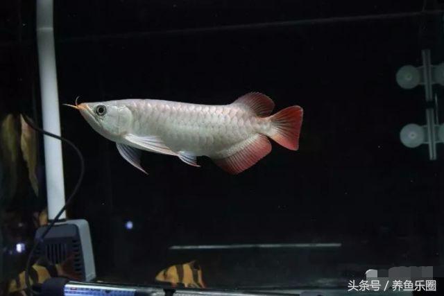 龙鱼的饲养方法，龙鱼喂养技巧和方法