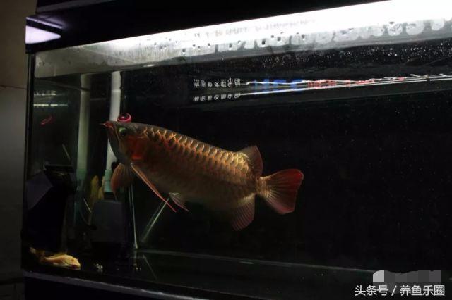 龙鱼的饲养方法，龙鱼喂养技巧和方法