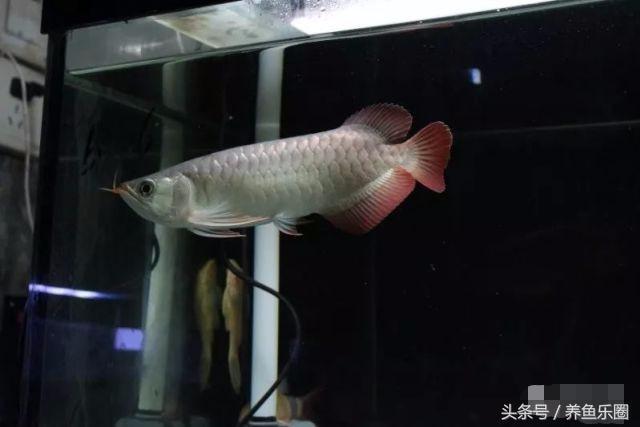 龙鱼的饲养方法，龙鱼喂养技巧和方法