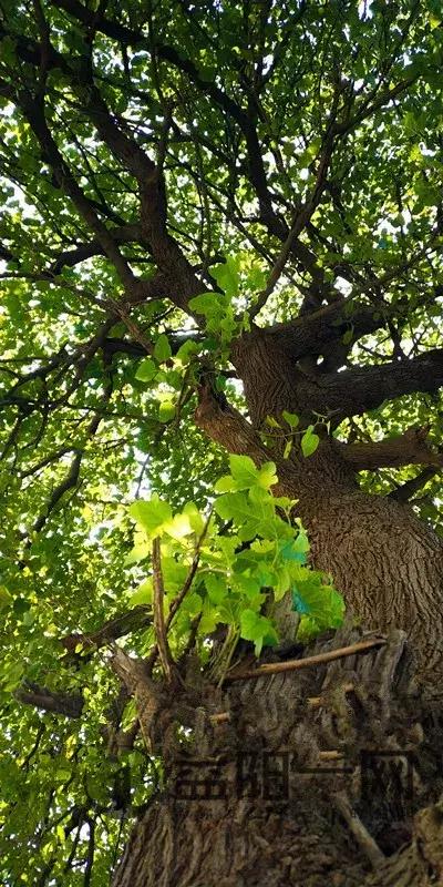 益阳土地使用计划图，益阳安化、桃江、南县50镇人口、土地、工业最新统计