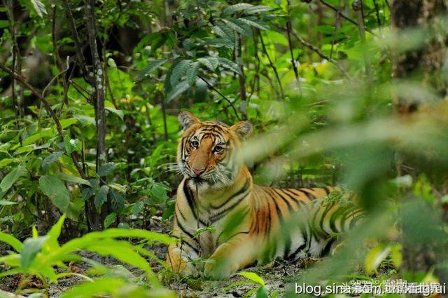 尼泊尔佛教的三大寺庙，高山王国千佛之国
