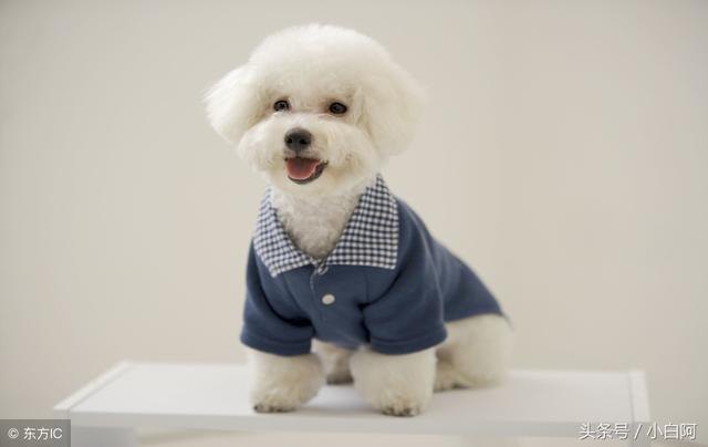 比熊能喝牛奶吗，比熊犬的饮食禁忌