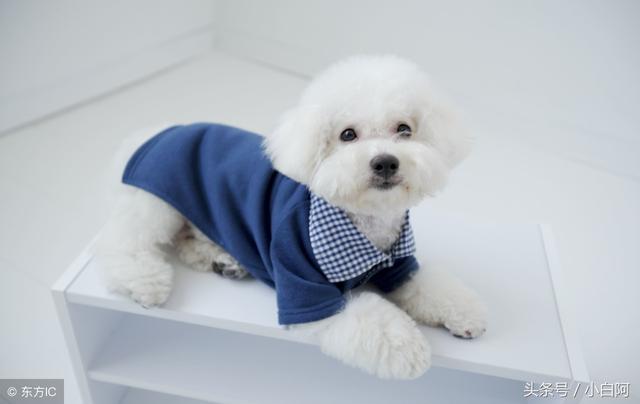 比熊能喝牛奶吗，比熊犬的饮食禁忌