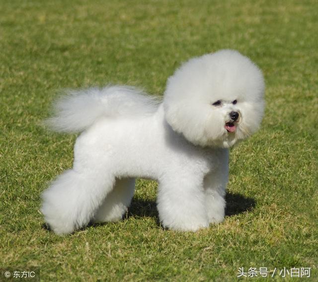 比熊能喝牛奶吗，比熊犬的饮食禁忌