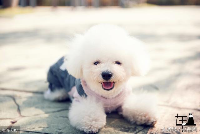 比熊能喝牛奶吗，比熊犬的饮食禁忌