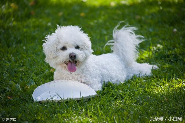 比熊能喝牛奶吗，比熊犬的饮食禁忌