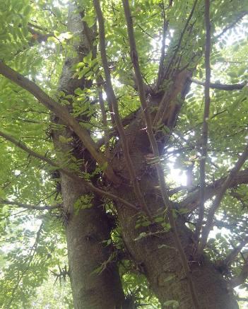 历史上真实的降龙树，降龙木在历史上神龙见首不见尾