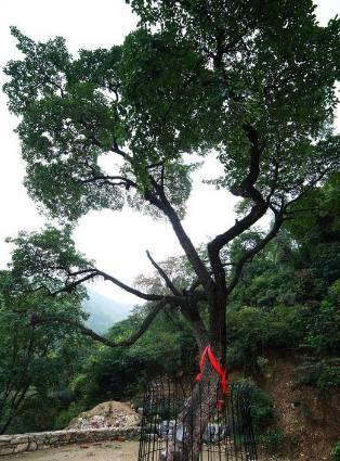 历史上真实的降龙树，降龙木在历史上神龙见首不见尾