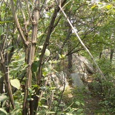 历史上真实的降龙树，降龙木在历史上神龙见首不见尾