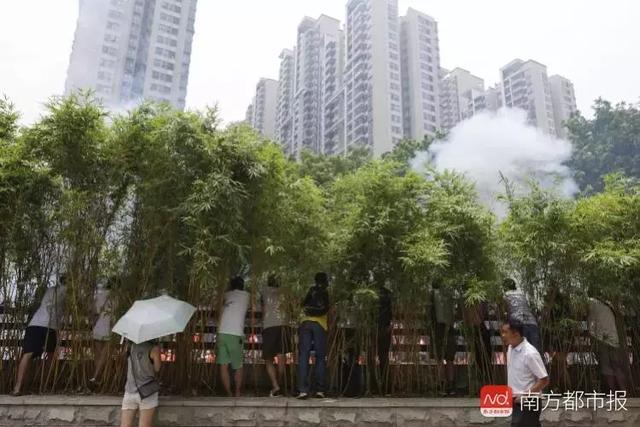 广东龙舟现状如何，广东省龙舟锦标赛在清远圆满落幕