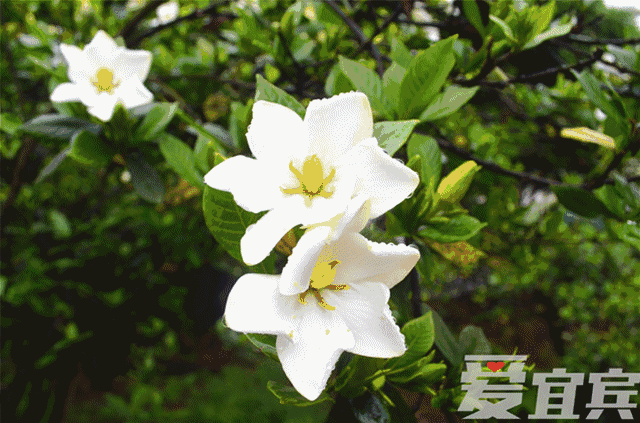 渝昆高铁宜宾站，宜宾渝昆高铁门户区