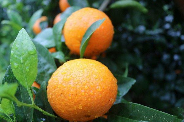 广西种植沃柑有多少亩，沃柑丰产 农民丰收