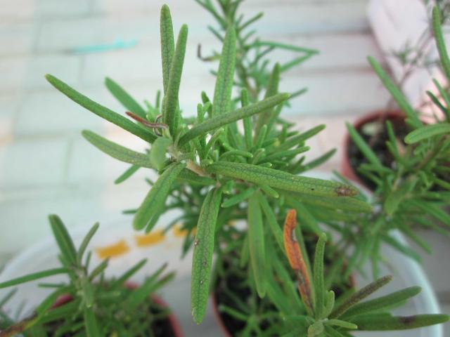 头皮螨虫的症状，头皮螨虫的症状有哪些