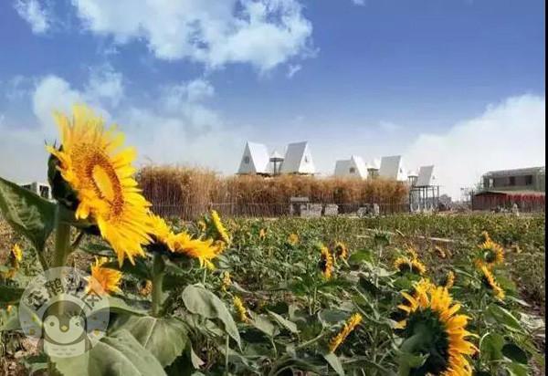 西安民宿前十名，10家最赞民宿（这些高颜值民宿）