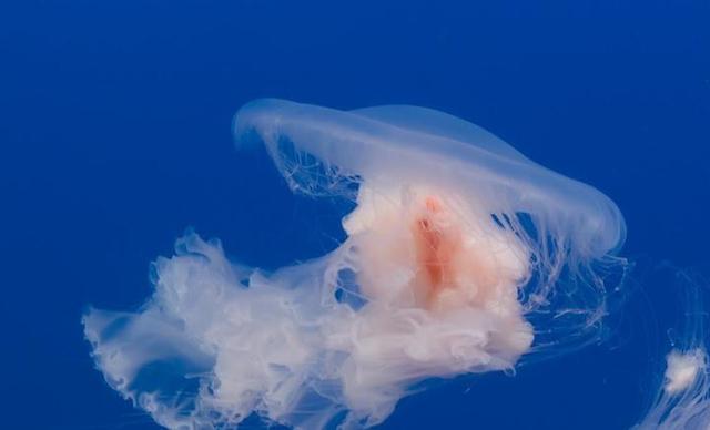 炒海蜇皮的做法，炒双脆的海蜇头