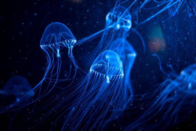 炒海蜇皮的做法，炒双脆的海蜇头