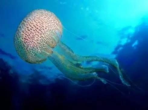 炒海蜇皮的做法，炒双脆的海蜇头