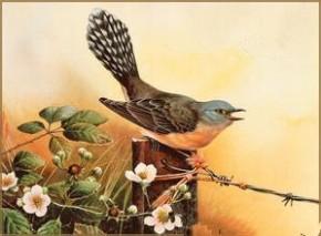 杜鹃啼血的典故，关于杜鹃的典故（告诉我们每个人都需要时刻警醒自己的堕落）