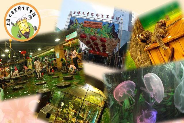 上海大自然野生昆虫馆，上海大自然野生昆虫馆图（上海首个区级专业陆生野生动物收容救护点）