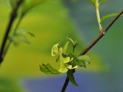 上海大自然野生昆虫馆，上海大自然野生昆虫馆图（上海首个区级专业陆生野生动物收容救护点）