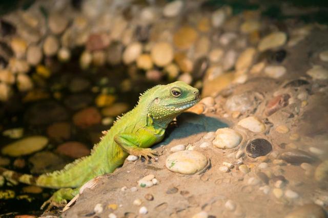 上海大自然野生昆虫馆，上海大自然野生昆虫馆图（上海首个区级专业陆生野生动物收容救护点）