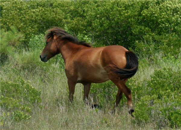 美国牛仔文化的起源，美国牛仔的历史渊源和社会意义