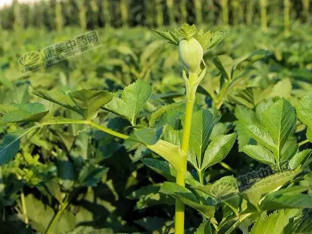 白芷种子怎么种植，亳白芷处于生长关键期