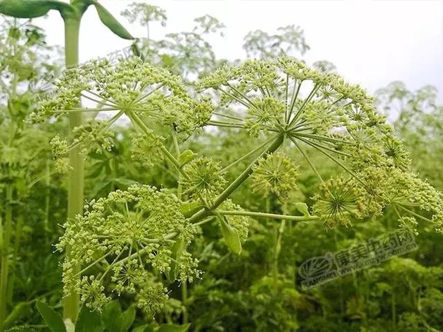 白芷种子怎么种植，亳白芷处于生长关键期