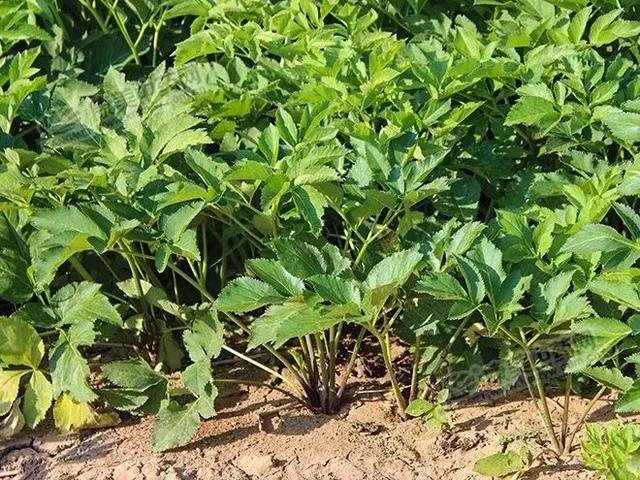 白芷种子怎么种植，亳白芷处于生长关键期