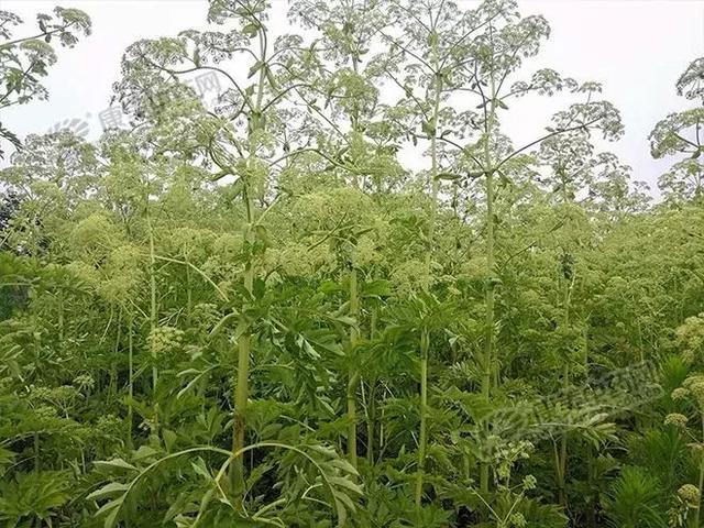 白芷种子怎么种植，亳白芷处于生长关键期