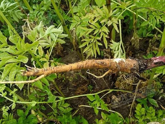 白芷种子怎么种植，亳白芷处于生长关键期