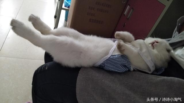 兔子睡觉姿势图解，兔兔的正确睡姿