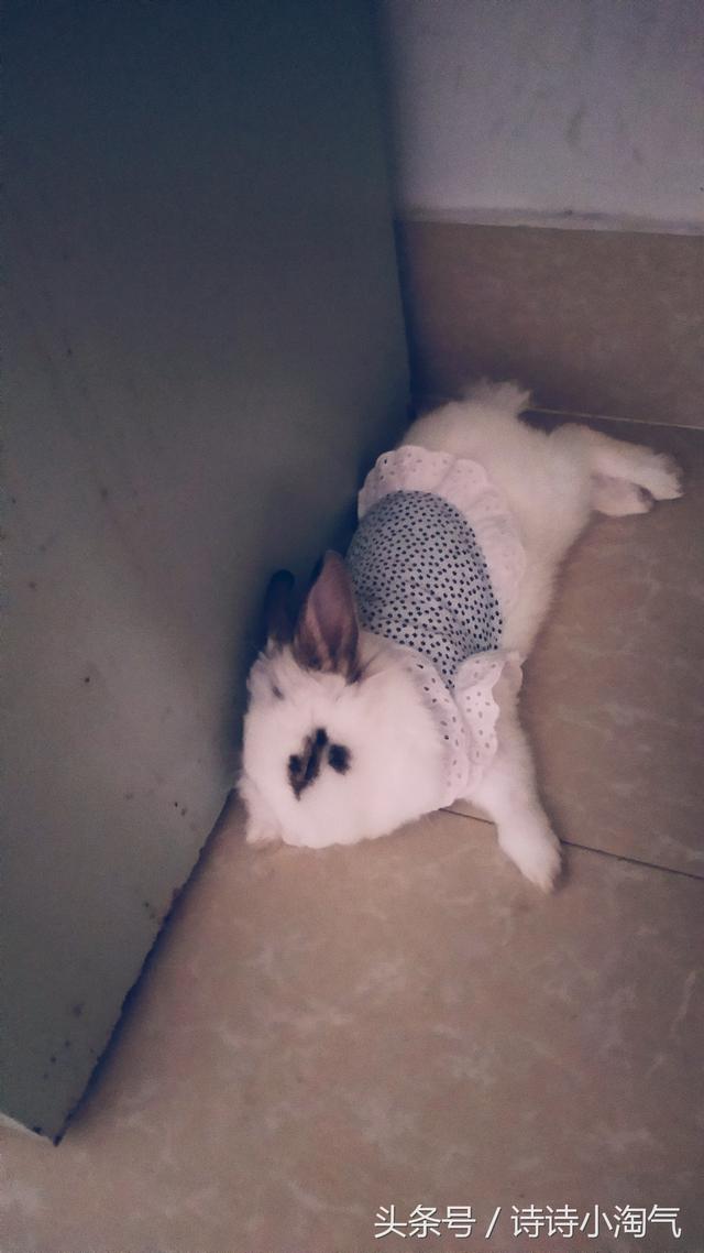 兔子睡觉姿势图解，兔兔的正确睡姿