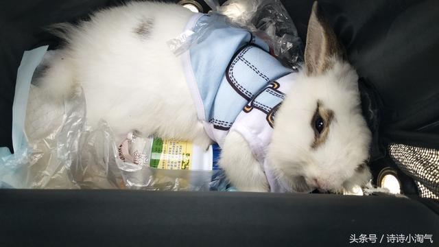 兔子睡觉姿势图解，兔兔的正确睡姿