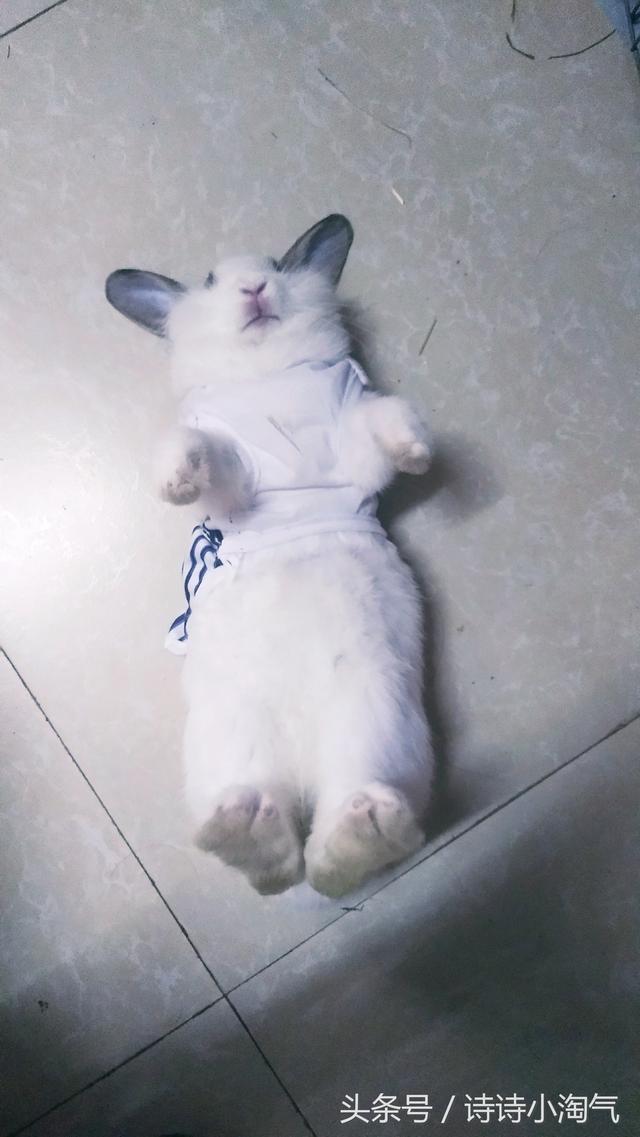 兔子睡觉姿势图解，兔兔的正确睡姿