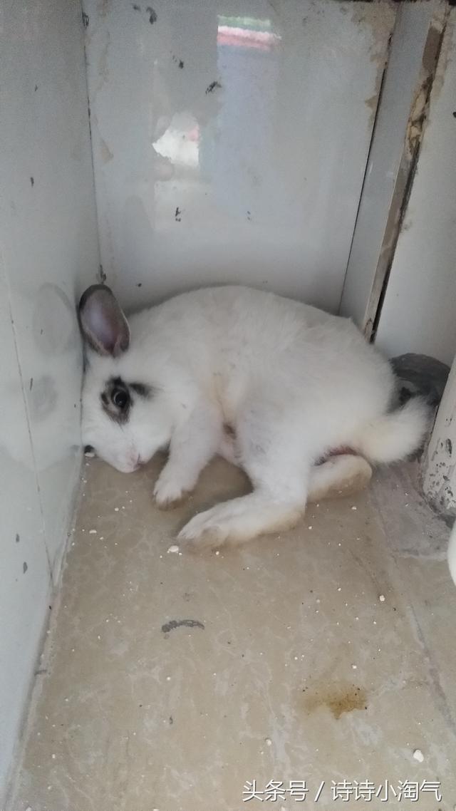 兔子睡觉姿势图解，兔兔的正确睡姿