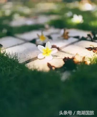 独自一人的西双版纳之行，一个人的丽江两个人的大理