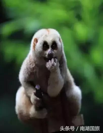 独自一人的西双版纳之行，一个人的丽江两个人的大理