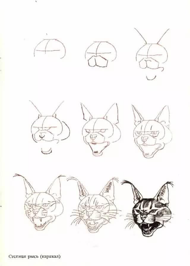 猫简笔画图片大全，猫咪简笔画100种画法（可爱猫咪简笔会素材）