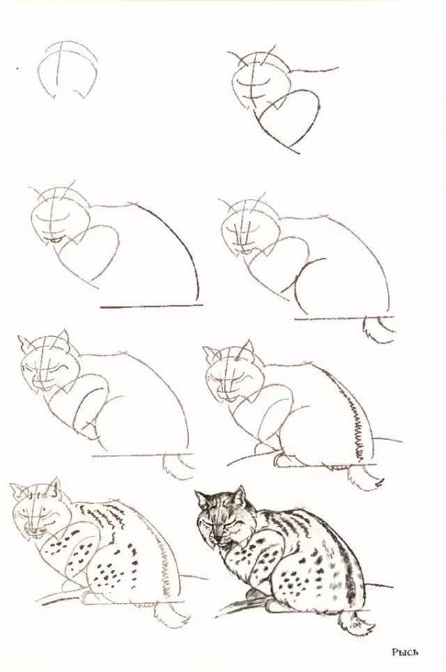 猫简笔画图片大全,猫咪简笔画100种画法(可爱猫咪简笔会素材) 猫简笔画图片大全,猫咪简笔画100种画法(可爱猫咪简笔会素材)