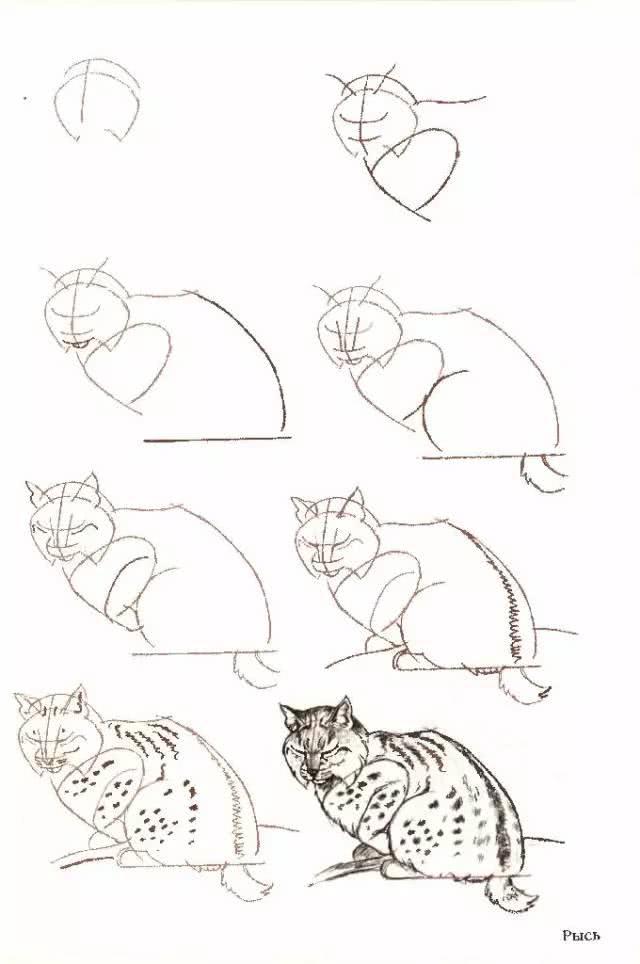 猫简笔画图片大全，猫咪简笔画100种画法（可爱猫咪简笔会素材）