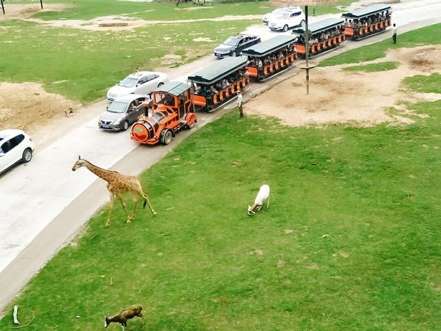 广州长隆野生动物世界在哪里，广州长隆野生动物世界完整攻略暑假来了