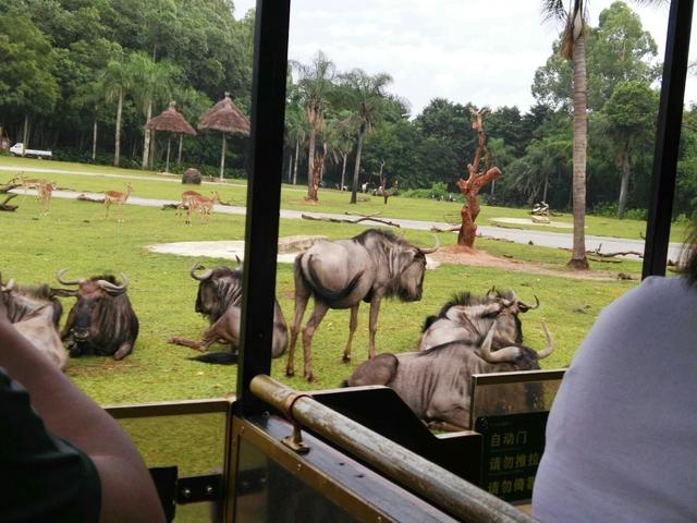 广州长隆野生动物世界在哪里，广州长隆野生动物世界完整攻略暑假来了